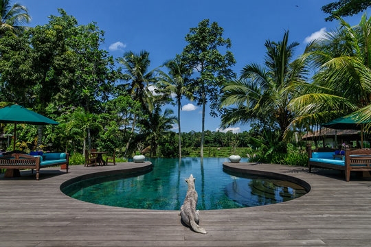 Permata Ayung Estate - Swimming pool with a view